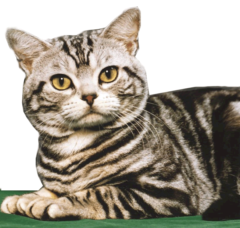 leftcat