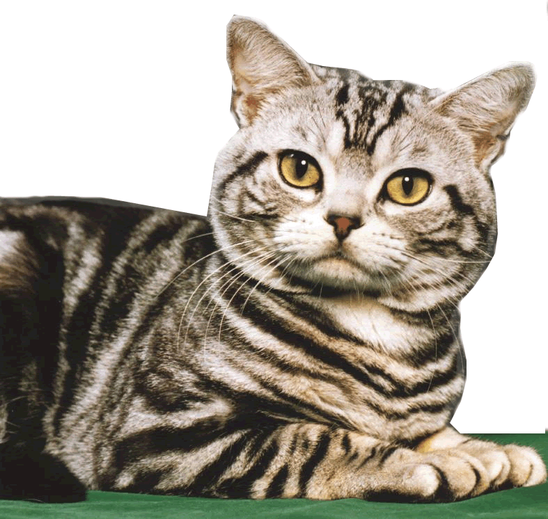 headcat